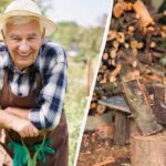 Kam uložiť konáre po orezaní stromov: skúsení záhradníci ich nikdy