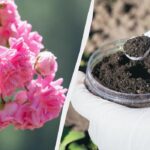 Ruže toto hnojivo v júni milujú: silnejšie voňajú a jasnejšie