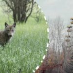 V Černobyle videli veľmi zvláštneho vlka: jeho vzhľad prekvapil sieť